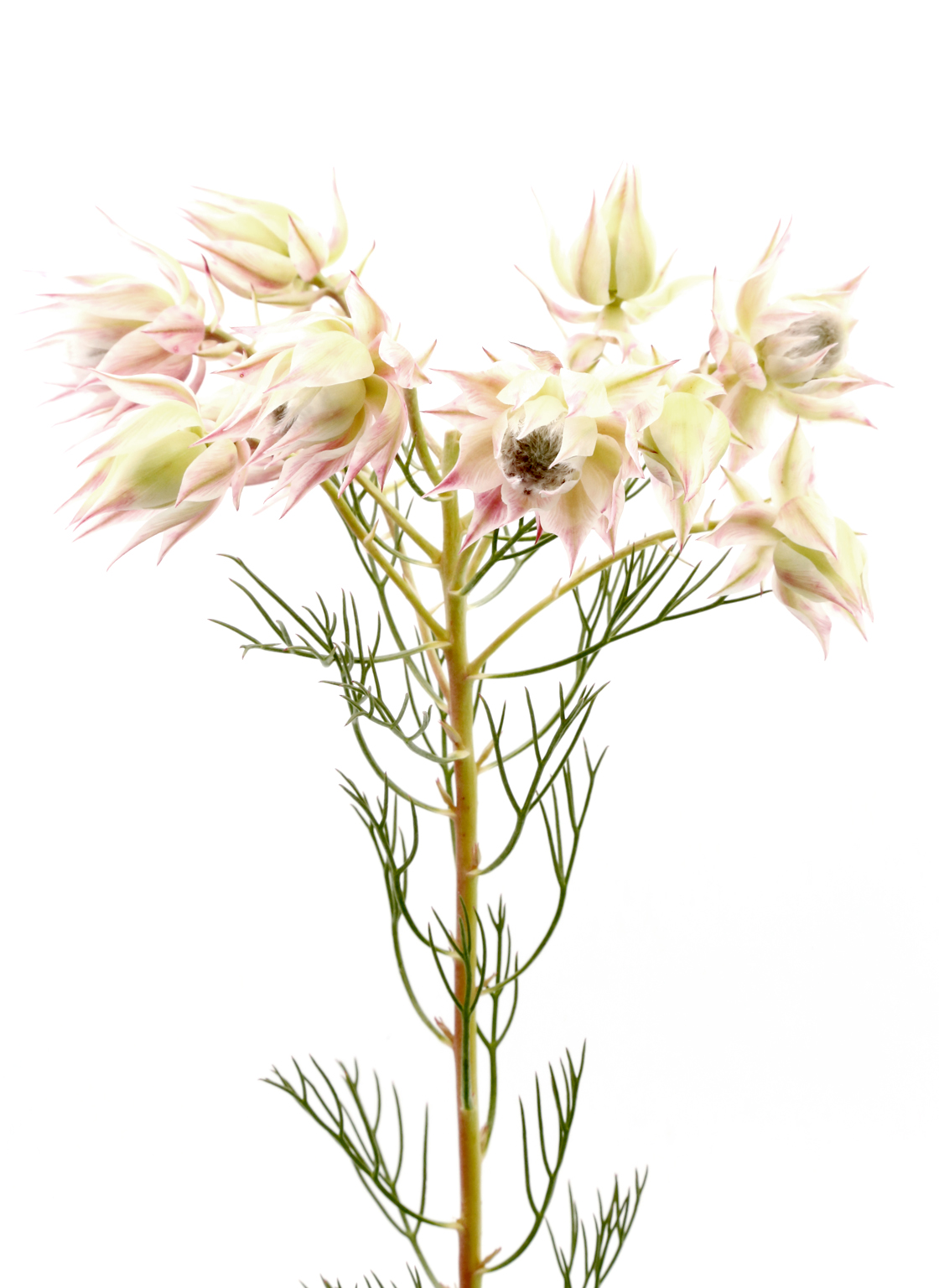 Protea Blushing Bride - Odilia Flowers